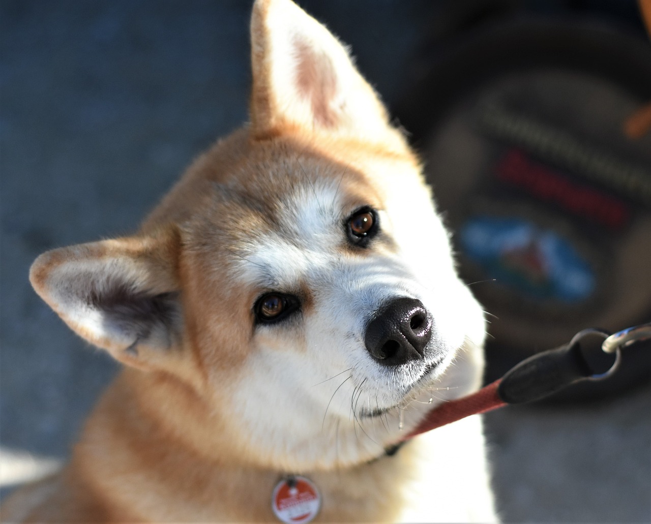 A képen hokkaido típusú kutya látható