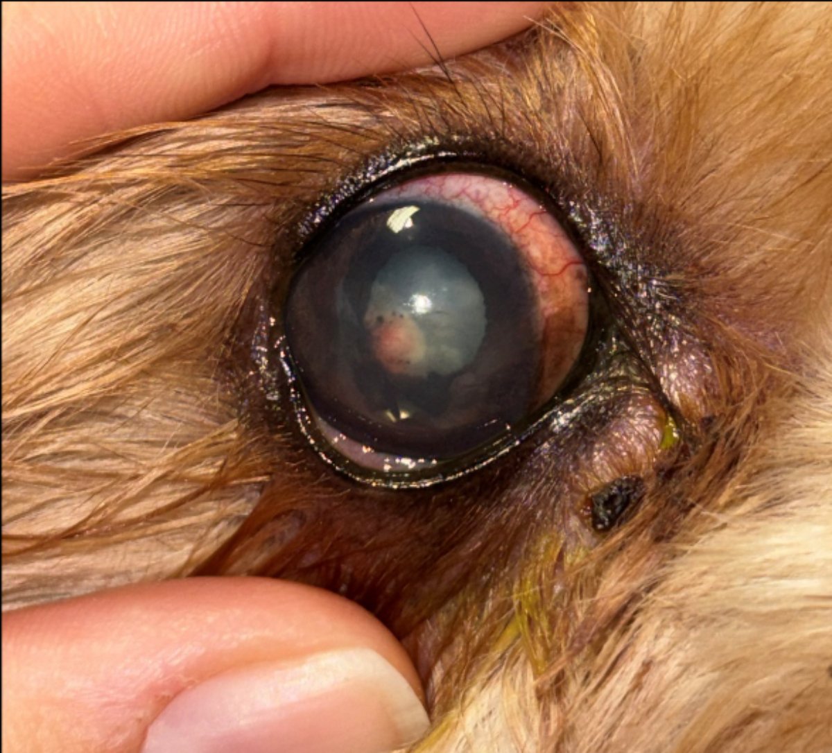 uveitis tünetei