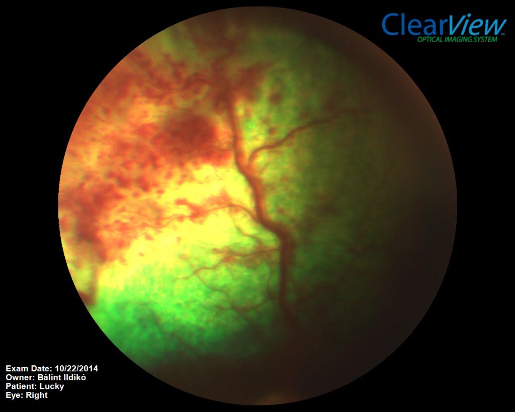 Kutya szeme - bevérzés a retinában