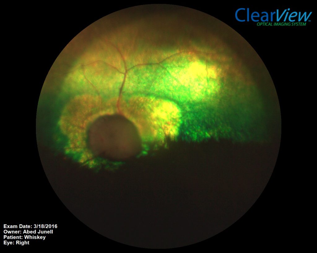 Kutya retina atrófia és látóidegfő sorvadás