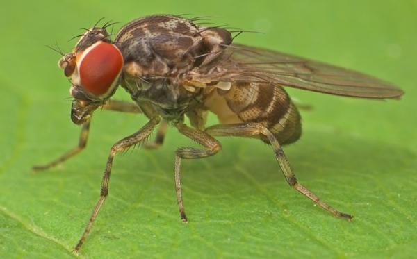 Phortica variegata – a fertőzést terjesztő gyümölcslégy