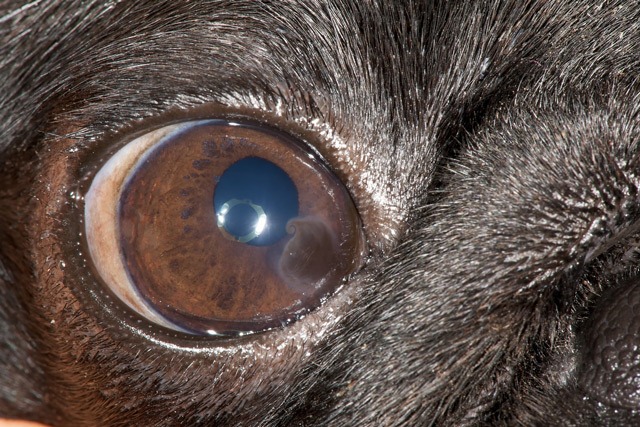 Enyhe szaruhártya pigmentáció mopsz szemén