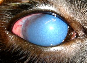 Heveny glaucoma kutyánál