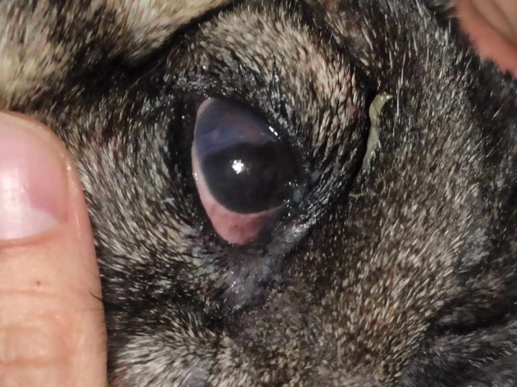 Kidülledő szemgolyó (Exophtalmus)