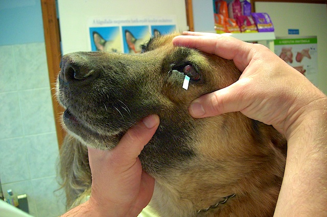 Könnytermelés mérés kutya szemén