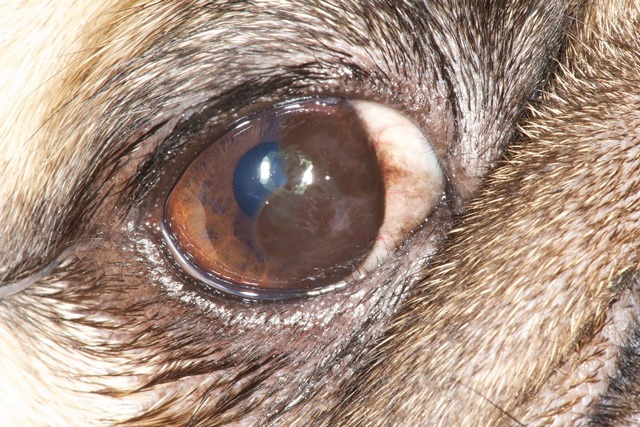 Közepes szaruhártya feketedés a kutya szemén