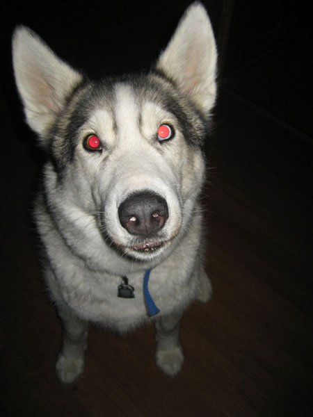 Kutya szeme piros