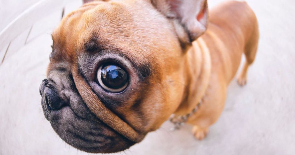 szemgolyó - kidülledő szemek kutyánál