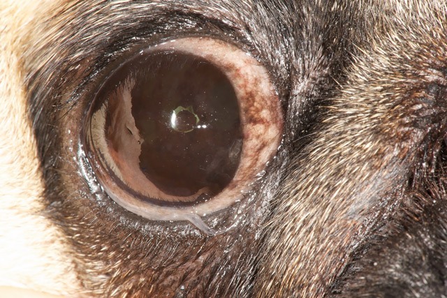 Szaruhártya pigmentáció miatt megvakult kutya (mopsz)