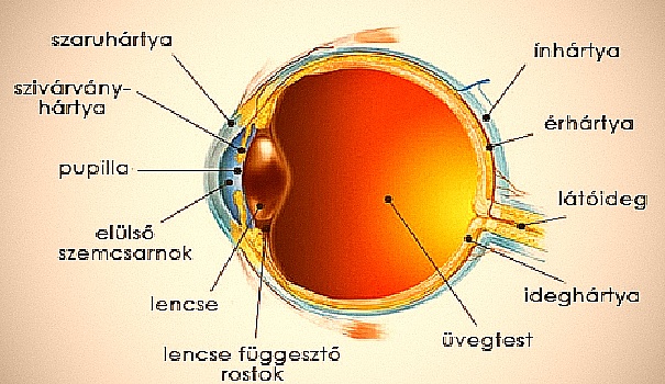 A szem felépítése