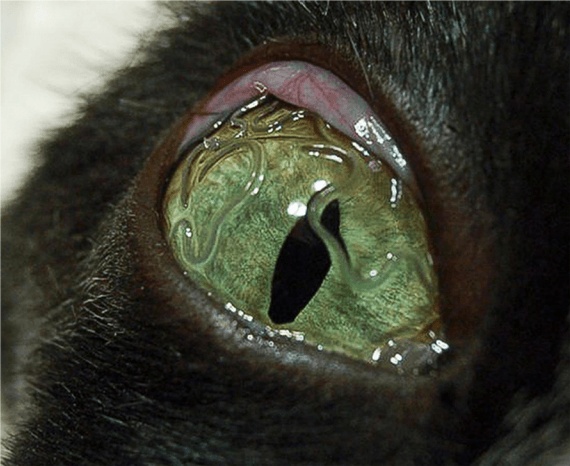 Szemféreg macska szemében