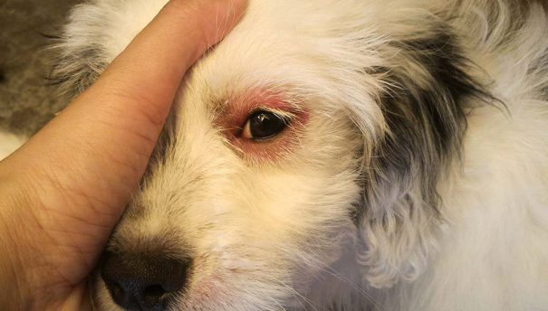 Kutya szemhéj gyulladása
