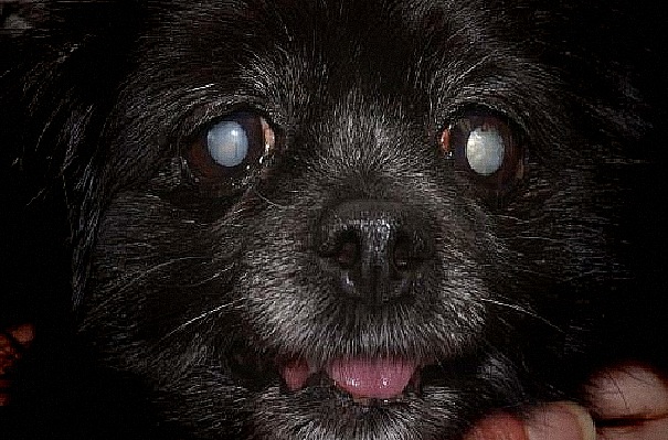 Szürkehályog kutyánál – Mindkét szemen kialakuló szürkehályog miatt megvakult kutya